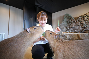 カピバラおやつ体験