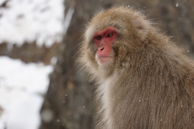 冬の猿はどう過ごす 面白い暖の取り方をする猿たち おさるランド 日光さる軍団
