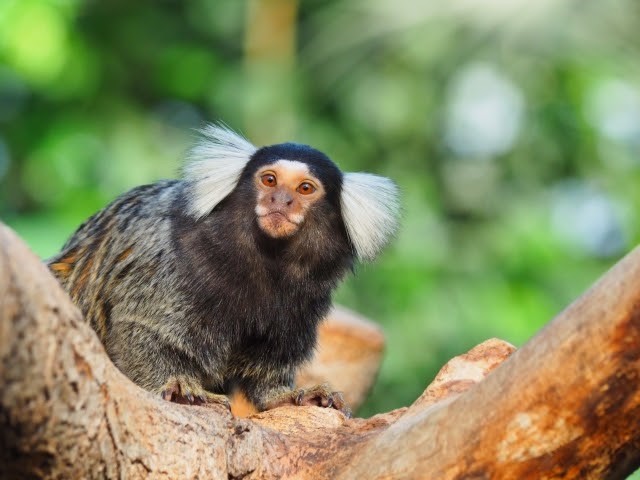 耳のフサフサが可愛いペットとしても人気のコモンマーモセット生態や特徴 飼い方について紹介 おさるランド 日光さる軍団