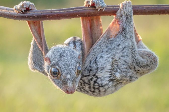 こんな動物みたことある 世界で暮らす珍しい動物 おさるランド 日光さる軍団