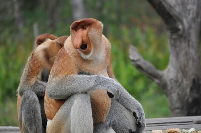 こんな動物みたことある 世界で暮らす珍しい動物 おさるランド 日光さる軍団