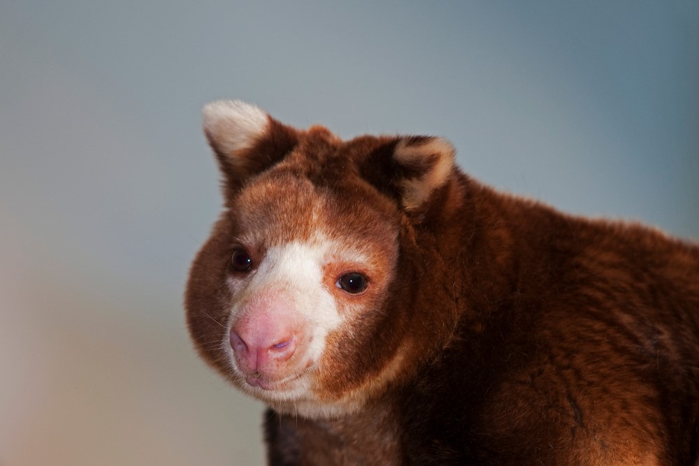 こんな動物みたことある 世界で暮らす珍しい動物 おさるランド 日光さる軍団