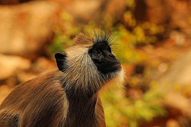 サバンナに住むベルベットモンキーってどんな猿 生態や習性について解説 おさるランド 日光さる軍団