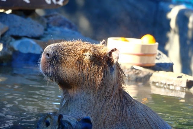 寒い時期はお風呂で温まりたい動物たちのお風呂動画を紹介 おさるランド 日光さる軍団