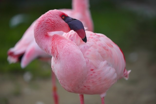 こんな動物みたことある 世界で暮らす珍しい動物 おさるランド 日光さる軍団