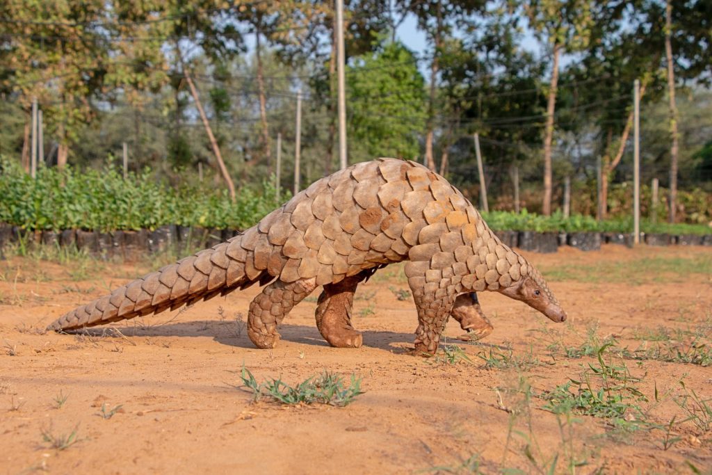 発生 メンタル 上記の頭と肩 かっこいい 動物 写真 嬉しいです 矢印 困惑する