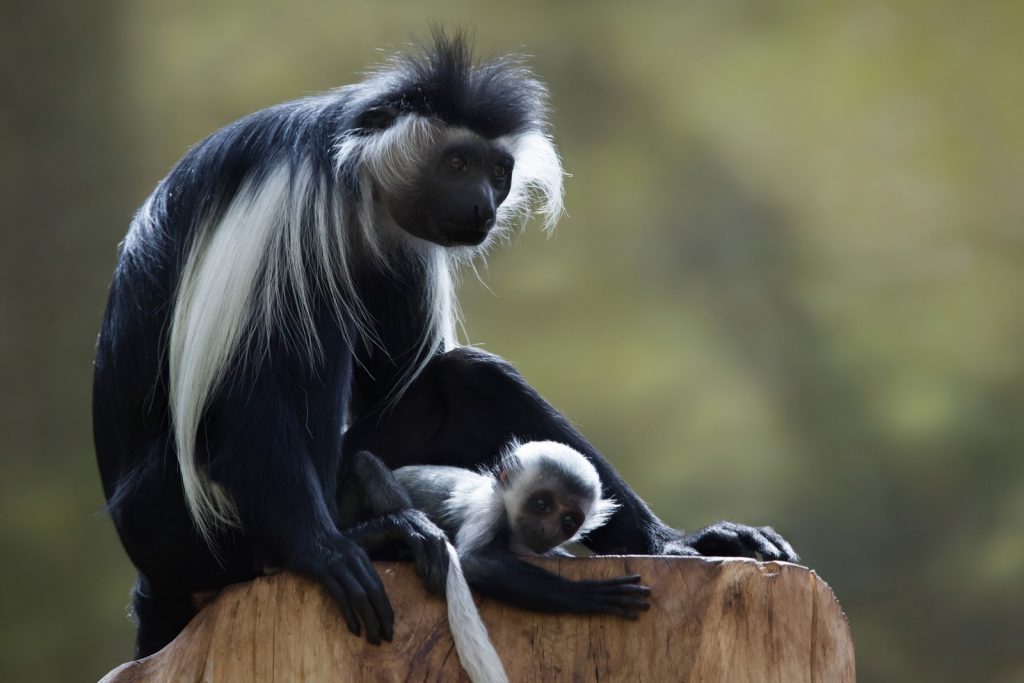 あなたはいくつ知ってる かっこいい動物１１選 おさるランド 日光さる軍団