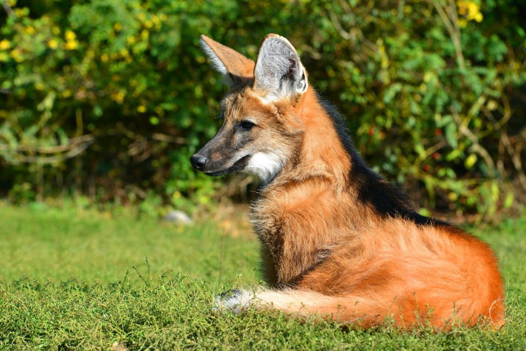 あなたはいくつ知ってる かっこいい動物１１選 おさるランド 日光さる軍団