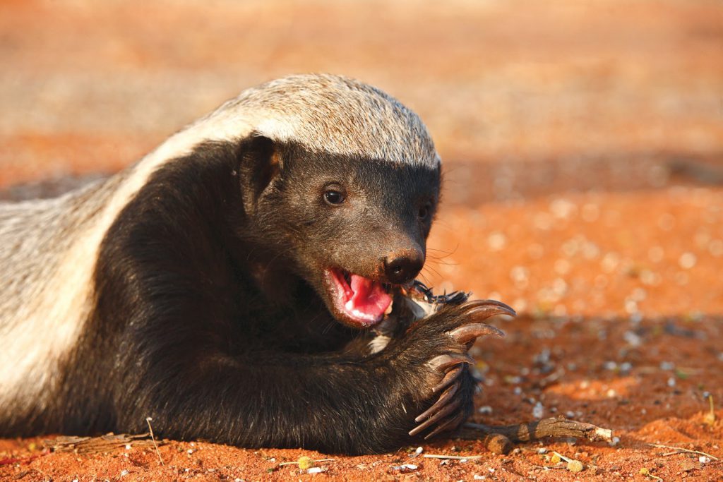 あなたはいくつ知ってる かっこいい動物１１選 おさるランド 日光さる軍団