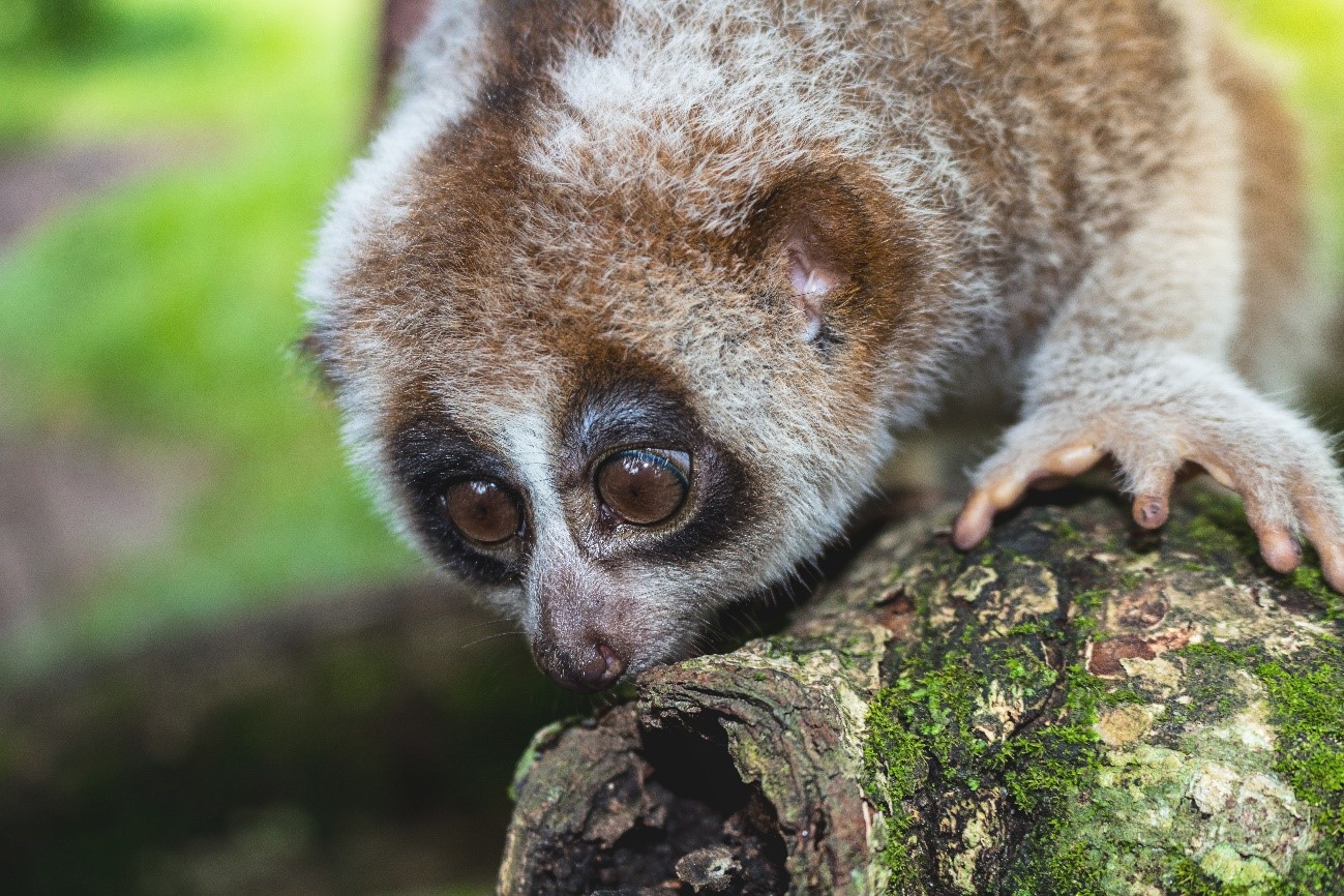 あなたはいくつ知ってる かっこいい動物１１選 おさるランド 日光さる軍団