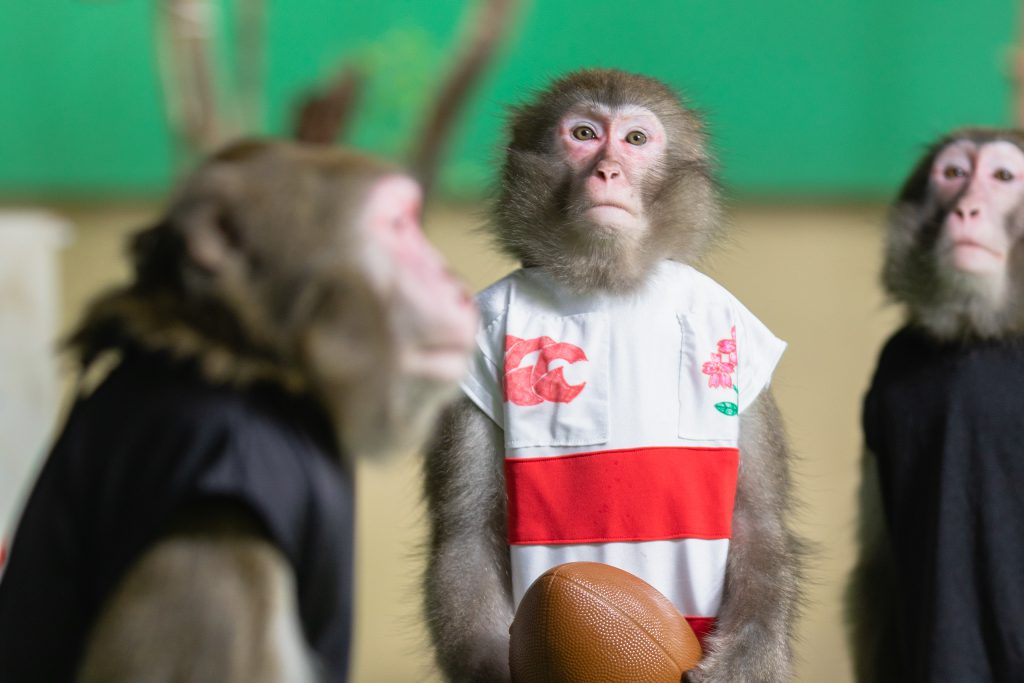 可愛くて ペットにしたい さるの種類と飼育の注意点 おさるランド 日光さる軍団