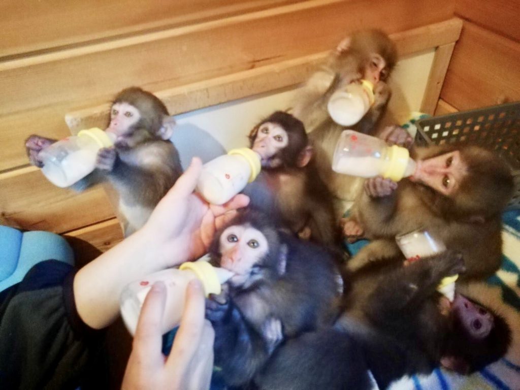 小猿の1日のスケジュール 好きな食べ物と飼育の注意点 おさるランド 日光さる軍団