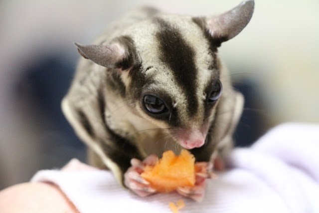 可愛い動物大集合 手乗りするほど小さい動物たち おさるランド 日光さる軍団