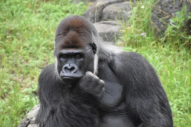 動物園に行きたくなる 動物おもしろ雑学 おさるランド 日光さる軍団