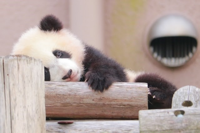 とにかくかわいい 動物の赤ちゃん特集 おさるランド 日光さる軍団