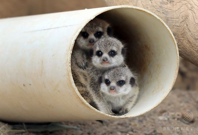 とにかくかわいい 動物の赤ちゃん特集 おさるランド 日光さる軍団