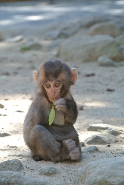 とにかくかわいい 動物の赤ちゃん特集 おさるランド 日光さる軍団