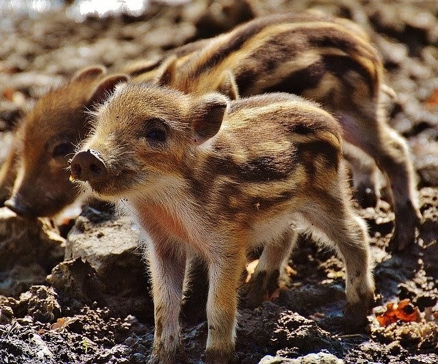 とにかくかわいい 動物の赤ちゃん特集 おさるランド 日光さる軍団