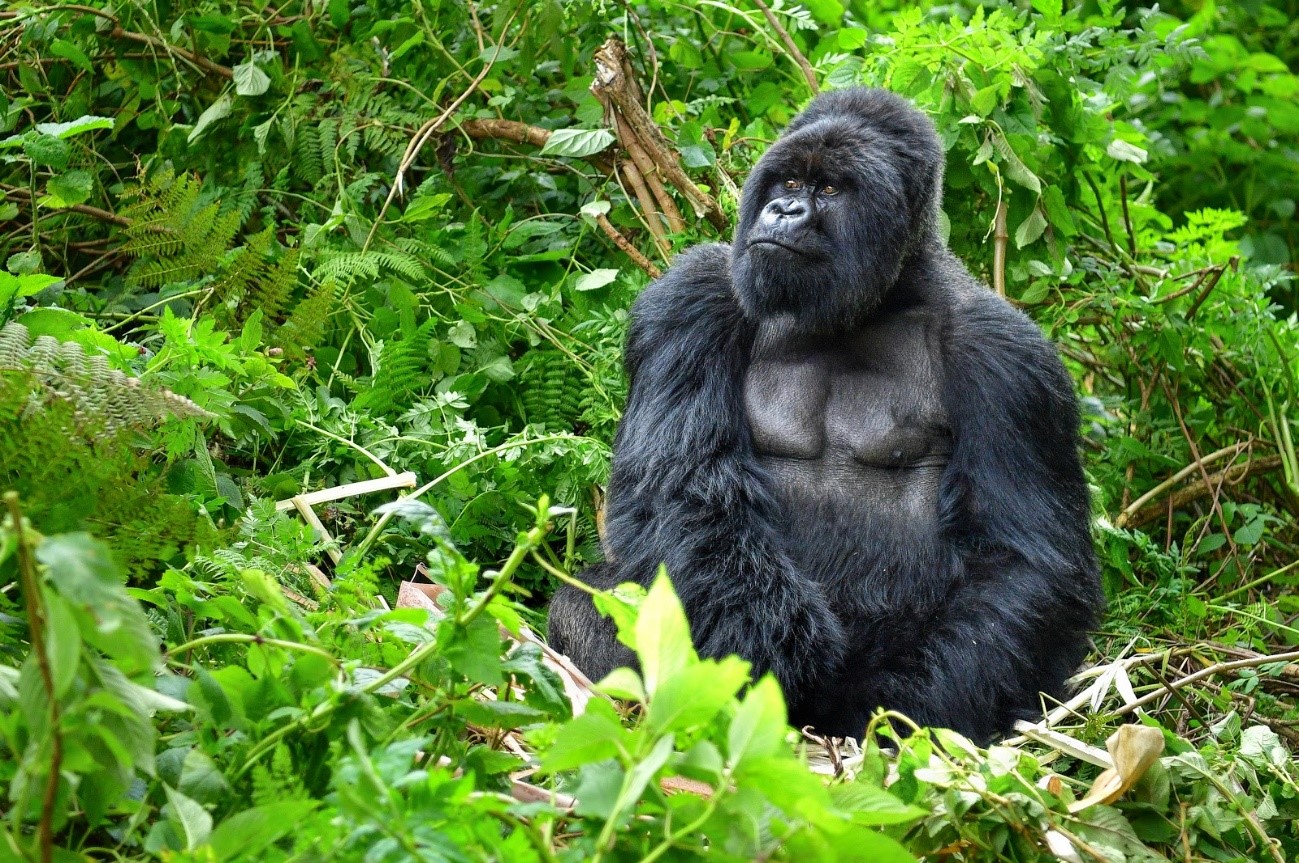 知れば知るほど面白い動物たちの愛の形おもしろ求愛行動１０選 おさるランド 日光さる軍団