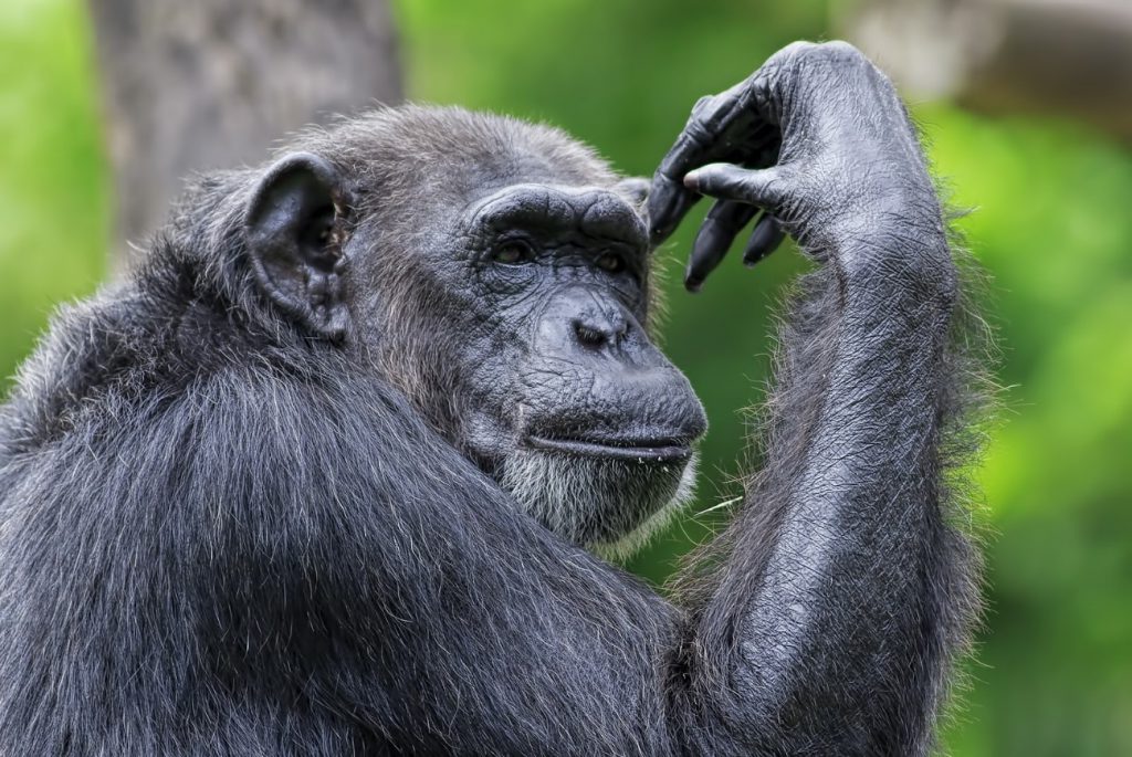 チンパンジー・ゴリラ・猿で違いを比べてみた！ | おさるランド［日光