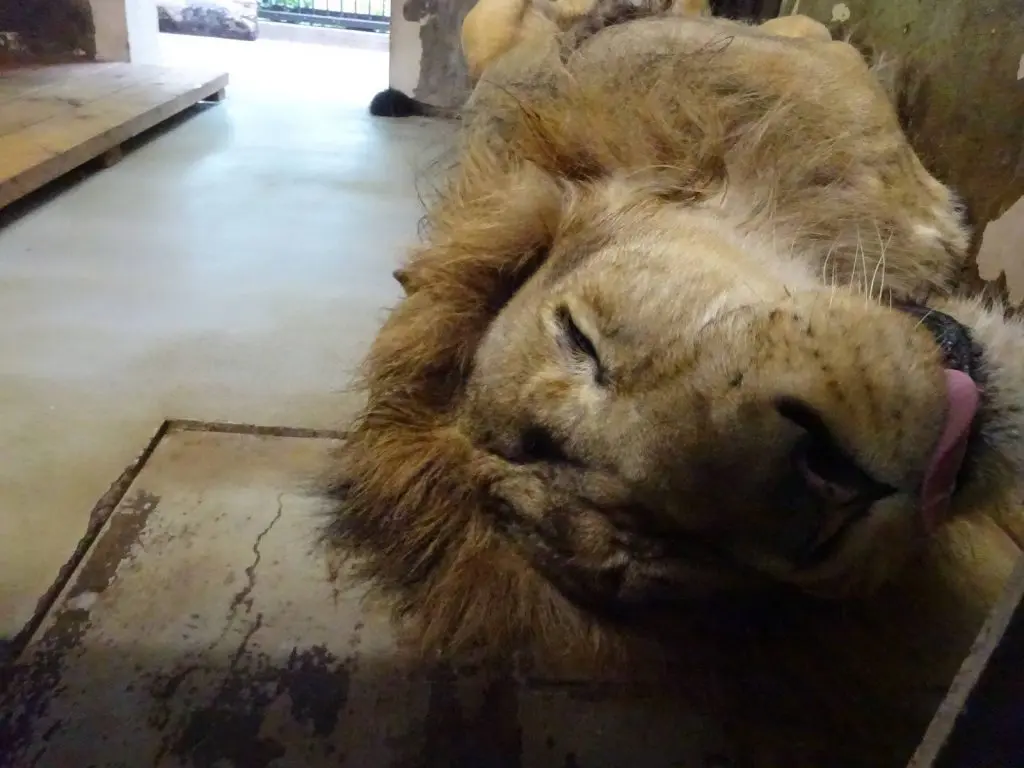動物たちの夏を覗いてみよう 暑い夏を乗り切る動物たち おさるランド 日光さる軍団 動物たちの夏を覗いてみよう 暑い夏を乗り切る動物たち おさるランド 日光さる軍団