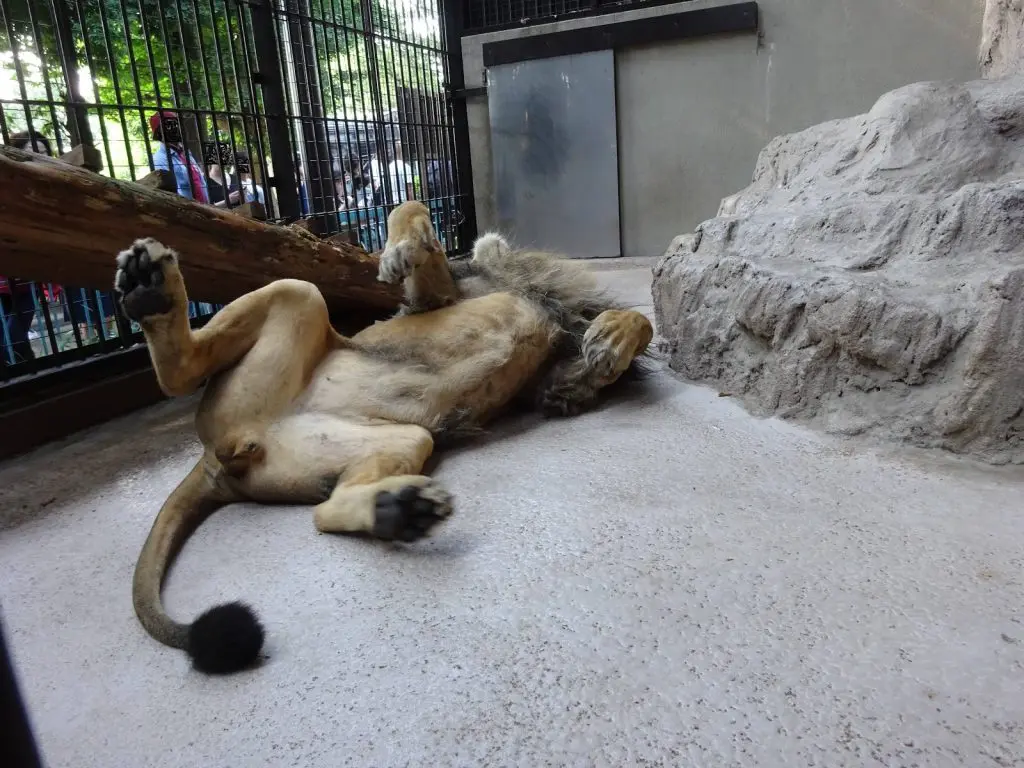 動物たちの夏を覗いてみよう 暑い夏を乗り切る動物たち おさるランド 日光さる軍団