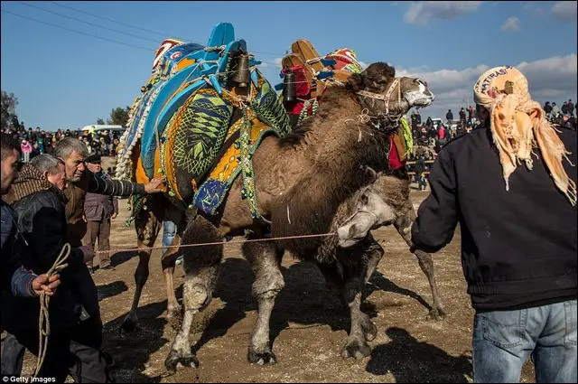 東京オリンピック開幕 動物たちも負けてないアニマルスポーツの世界 おさるランド 日光さる軍団 東京オリンピック開幕 動物たちも負けてないアニマルスポーツの世界 おさるランド 日光さる軍団