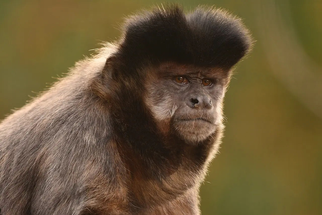 介護猿としても知られる最も知能が高いサル フサオマキザルについて解説 おさるランド 日光さる軍団