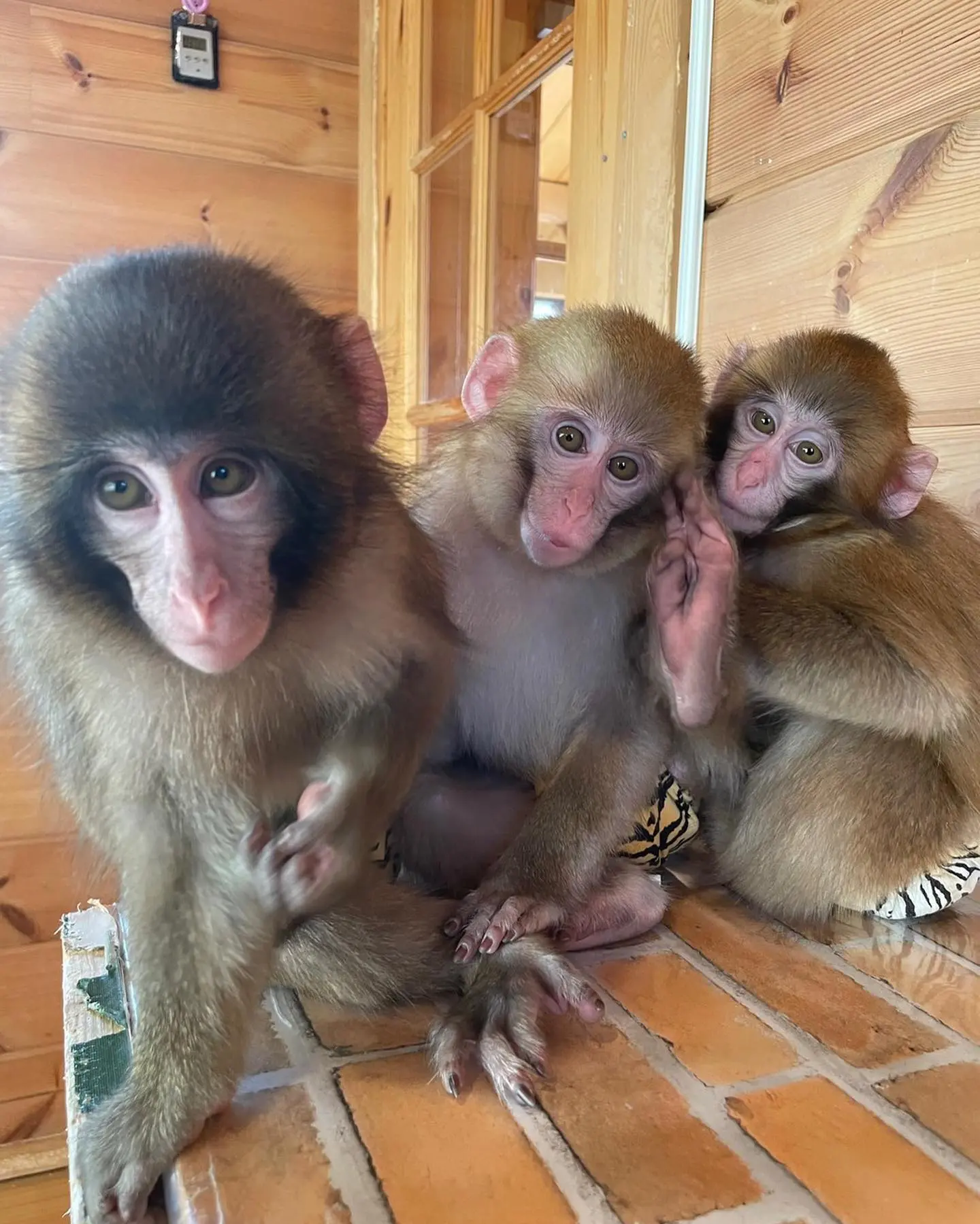 277216099_315571970564325_8333