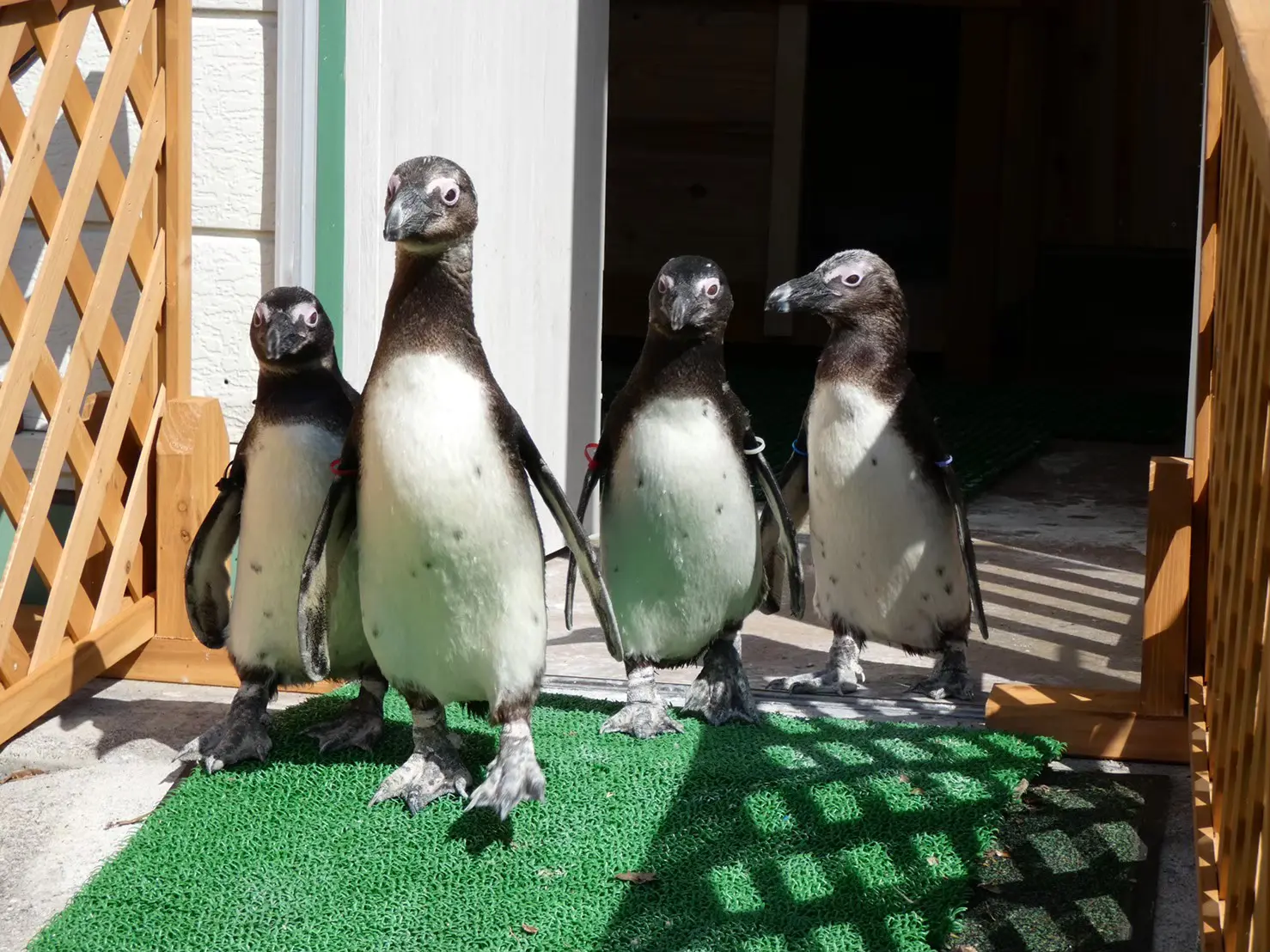 よちよち歩きのケープペンギン おさるランド 日光さる軍団 よちよち歩きのケープペンギン おさるランド 日光さる軍団