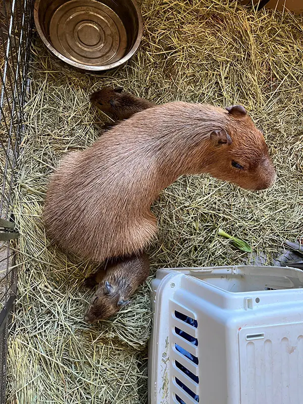 カピバラの「たわし」が、２頭の赤ちゃんを出産