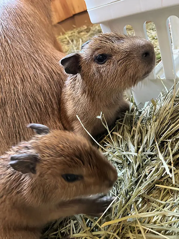 カピバラ２頭の赤ちゃん