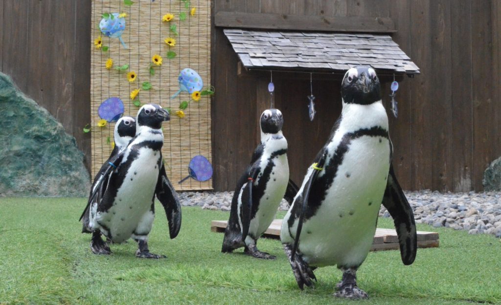 フォークランドのペンギンのコイン４種 よちよち歩きのケープペンギン | おさるランド＆アニタウン