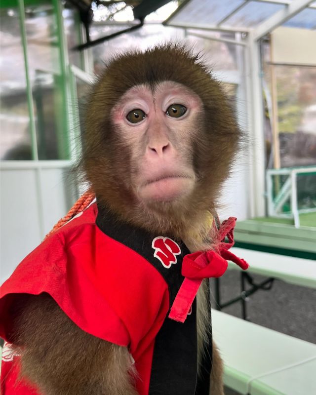 おさるランド＆アニタウン（日光さる軍団） | 4ページ目 (11ページ中