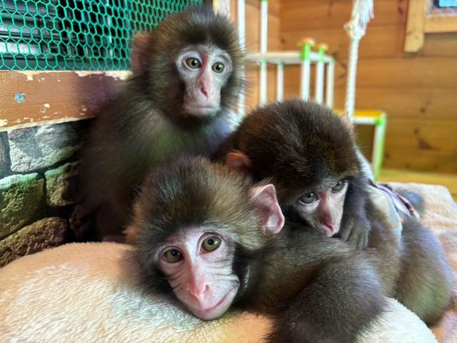 おさるランド＆アニタウン（日光さる軍団） | ｜おさるの