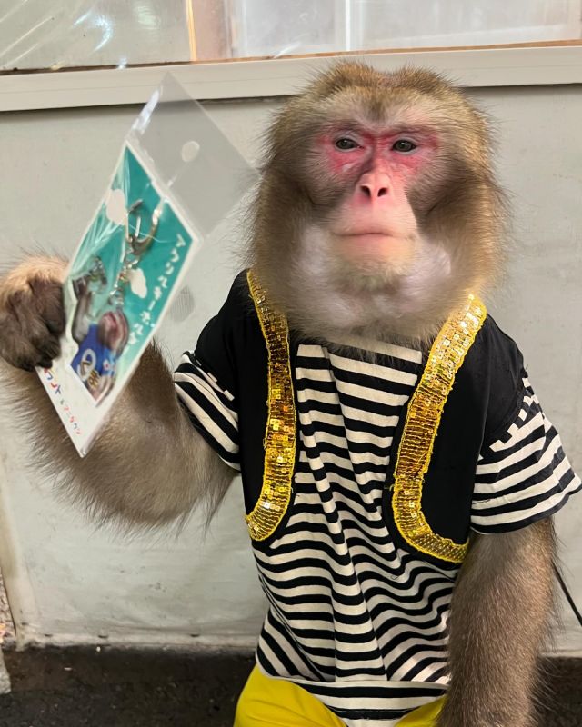 おさるランド＆アニタウン（日光さる軍団） | 10ページ目 (11ページ中